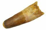 Real Fossil Spinosaurus Tooth - Feeding Worn Tip #294109-1